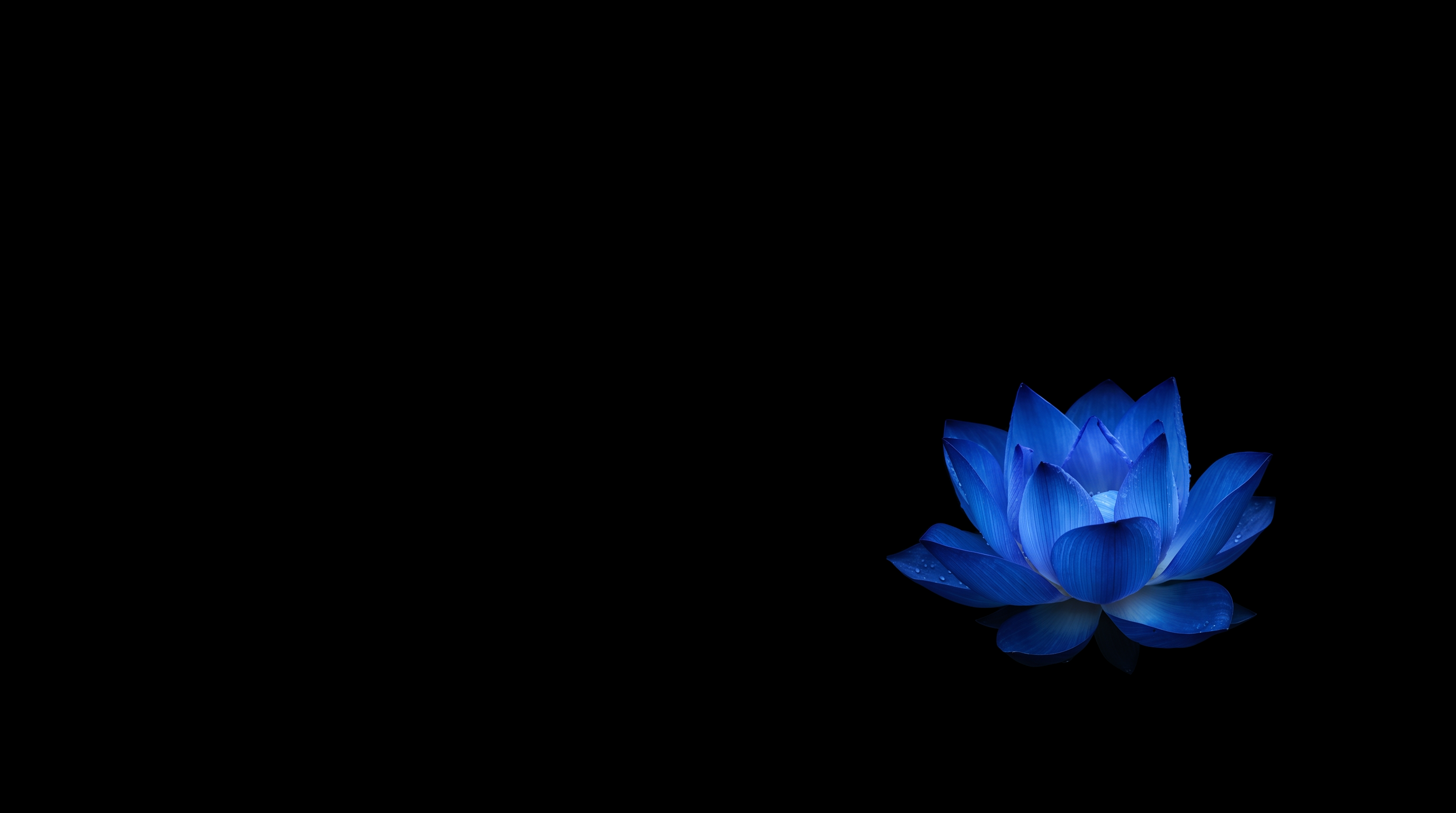 Sapphire Blue Lotus Floating